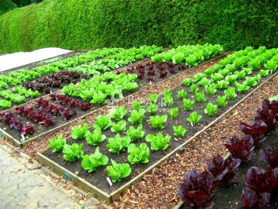 Благоустройство сада и огорода упрощает процесс выращивания, повышает шансы на хороший урожай