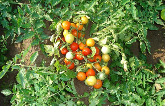 Куст томатов в открытом грунте