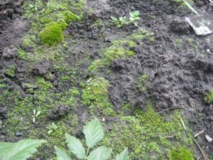 Как определить кислотность почвы по сорнякам
