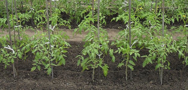 Какая почва и место для выращивания нужно помидорам?